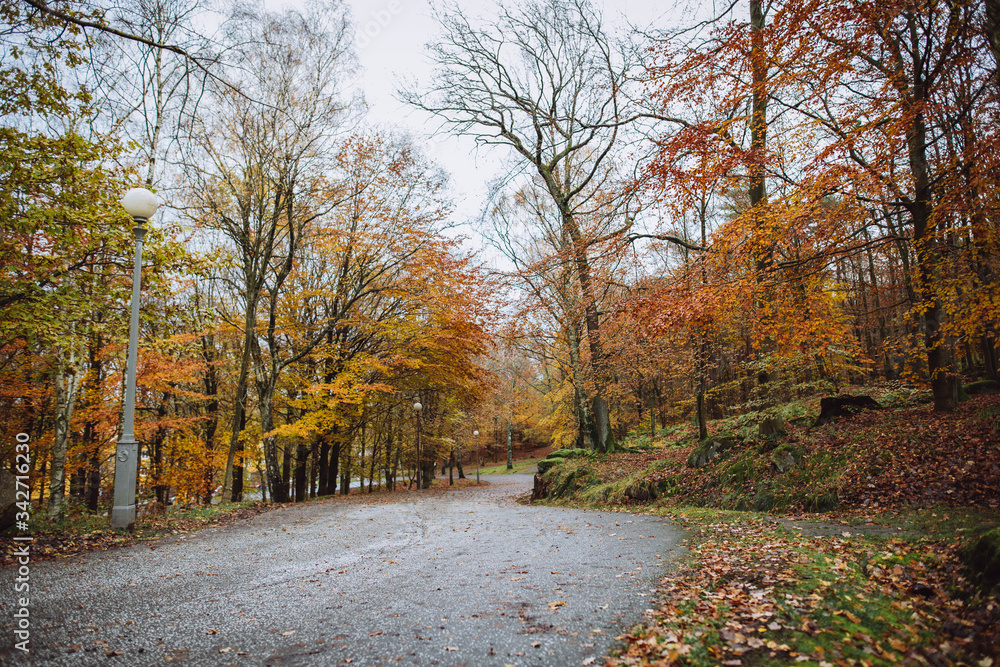 Fototapeta premium autumn in the forest