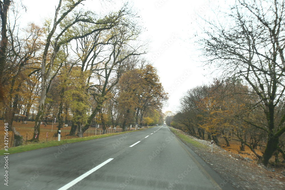 Autumn season way . Shot from a car. A man driving a car on an autumn yellow-orange road. Close-up of a hand