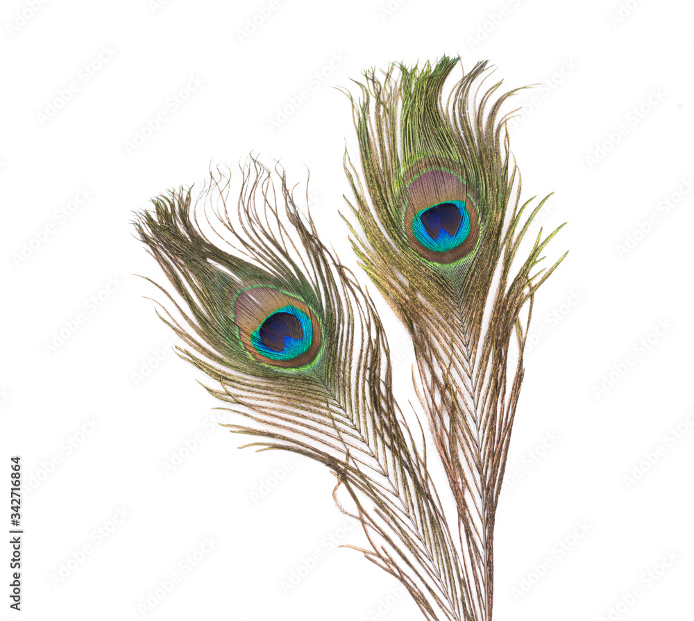 Obraz premium Peacock feathers over white background 