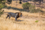 African lion male meeting lioness in savannah in Kruger National park, South Africa ; Specie Panthera leo family of Felidae
