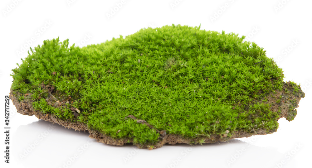 Obraz premium Green moss isolated on a white background. Macro nature, small botanical plants.