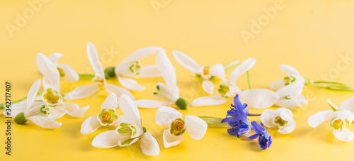 Spring time flowers like snowdrops  hyacinth and roses  isolated on yellow simple background  spring symbol and traditional romanian  Martisor    1 martie  festive on 1st of march
