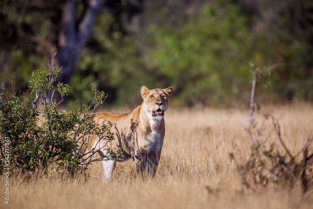 African lioness on hunting mode in savannah in Kruger National park, South Africa ; Specie Panthera leo family of Felidae African lioness on hunting mode in savannah in Kruger National park, South Africa ; Specie Panthera leo family of Felidae