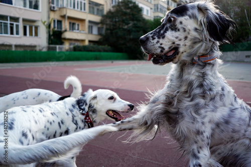 Dogs playing in the park