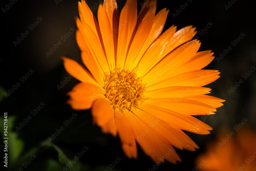 Macro di calendula officinalis nel giardino Macro di calendula officinalis nel giardino