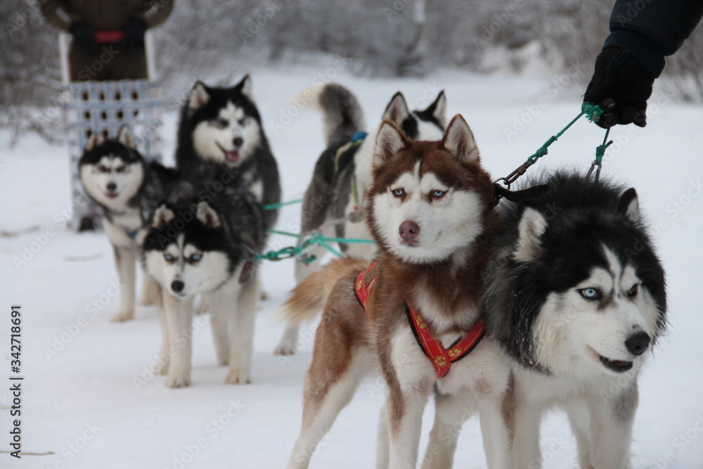 husky dogs in harness in winter