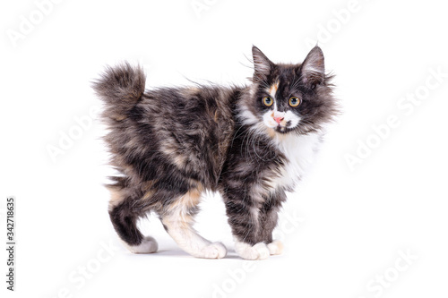 Kuril bobtail kitty on a white background isolated. Multi-colored little kitten of breed Bobtel isolated white background.