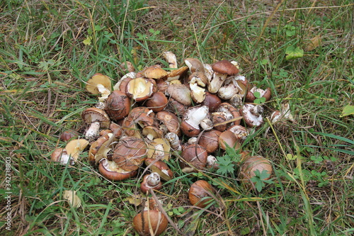  many fresh mushrooms on the grass