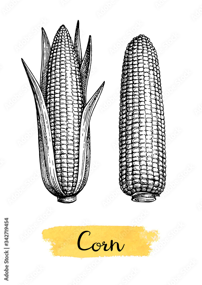 Ink sketch of corn Ink sketch of corn