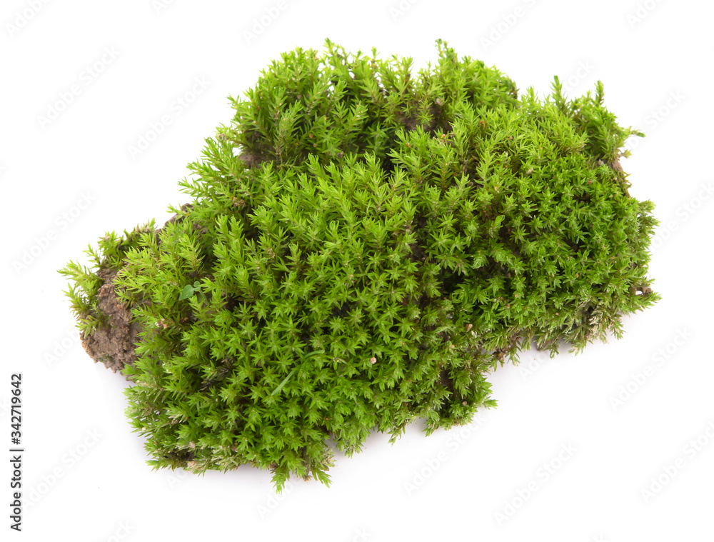 Green moss isolated on a white background. Macro nature, small botanical plants. Green moss isolated on a white background. Macro nature, small botanical plants.
