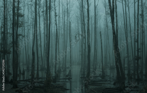 Empty, misty swamp in the moody forest with copy space