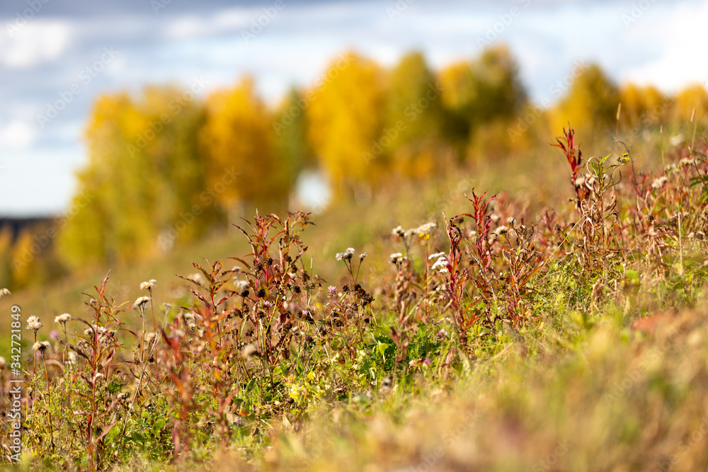 Obraz premium Sunny autumn landscape with tree at hill