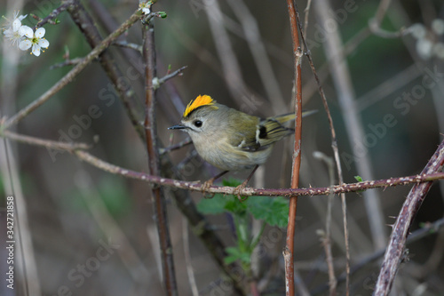 Wintergoldhähnchen  photo