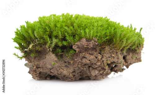 Green moss isolated on a white background. Macro nature, small botanical plants.