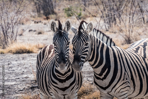 Two Burchells Plains Zebra in Etosha National Park  Namibia