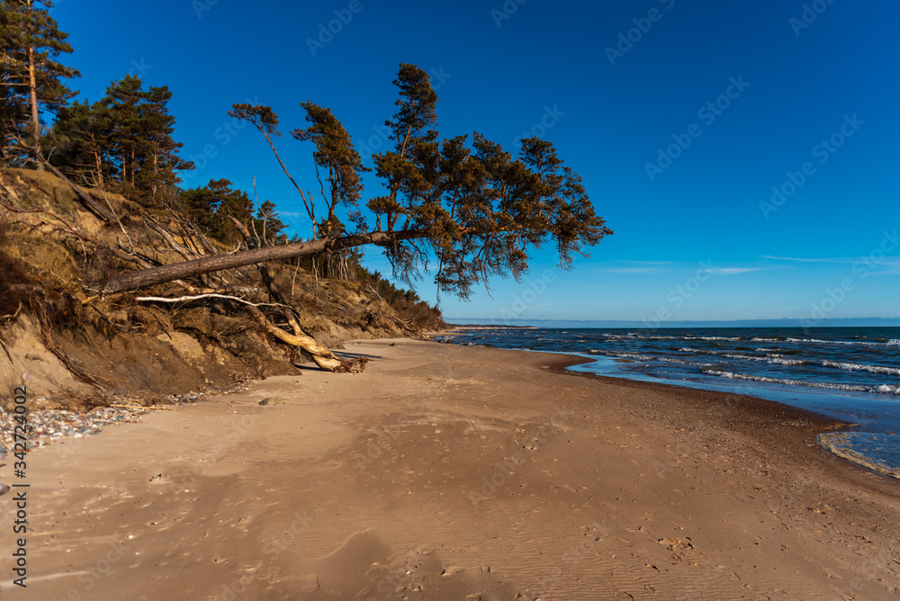 the baltic sea and pine leaning over the beach sand - obrazy, fototapety, plakaty 