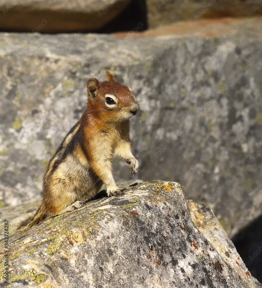 chipmunk on rock chipmunk on rock