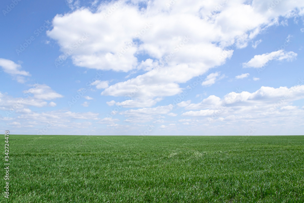 Beautiful endless field of green young sprouted grass against a blue sky with large white cirrus clouds on a sunny spring warm day, summer landscape for a desktop screensaver
Beautiful endless field of green young sprouted grass against a blue sky with large white cirrus clouds on a sunny spring warm day, summer landscape for a desktop screensaver