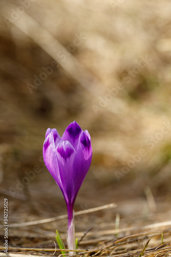 Violet Spring crocus close-up. Wild spring flowers.