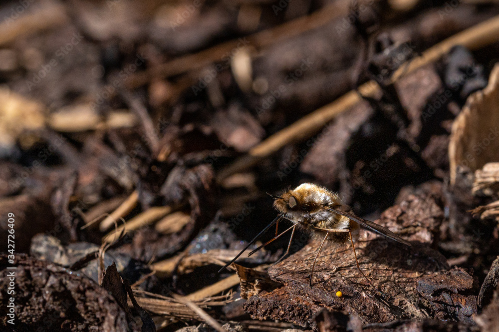 Dark-edged bee-fly, Bombylius major, washing proboscis against background of wood bark