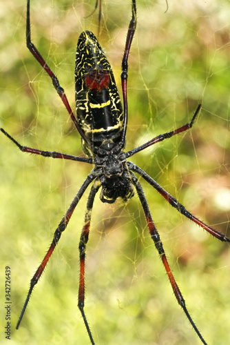 Red legged golden orb weaver spider female - Nephila inaurata madagascariensis, resting on her nest, view from under, blurred bushes in background