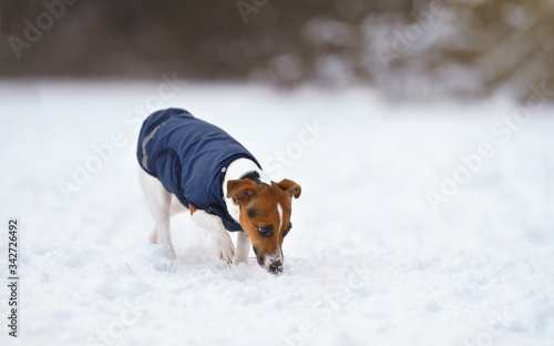 Jack Russell terrier dog in her blue winter coat, walking on snow covered field, sniffing ground