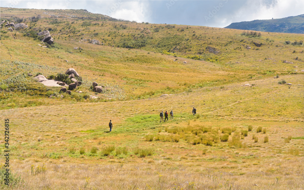 Three hikers, with hiking guide in front and behind them walk over grass covered hills, typical landscape seen during trek to Pic Boby in Andringitra national park, Madagascar