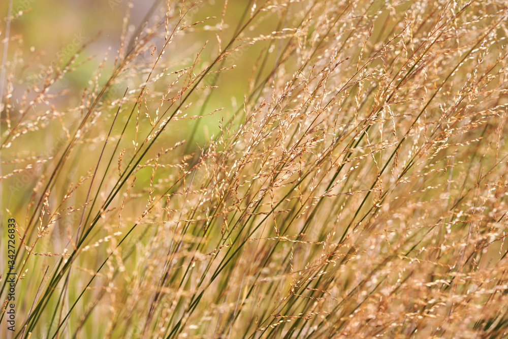Local flora - yellow grass blades, most of it endemic to Madagascar growing in Andringitra National Park