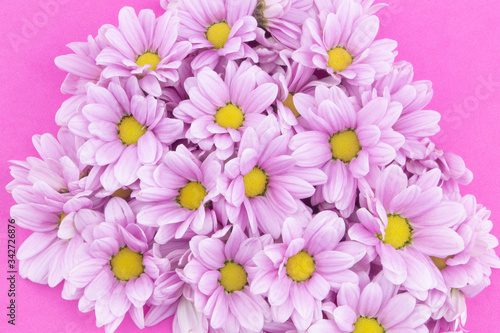 Many chrysanthemum flowers on pink background
