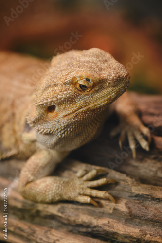 Close up of Bearded dragon  Pogona Vitticeps .