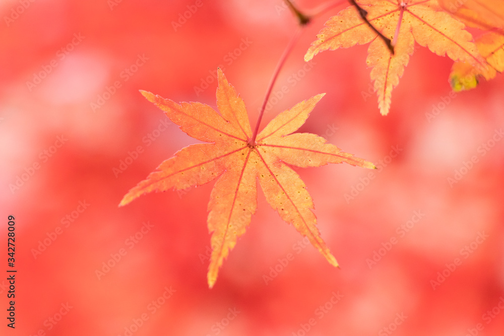紅葉の葉、赤いモミジを背景にやっと色づき始める 紅葉の葉、赤いモミジを背景にやっと色づき始める