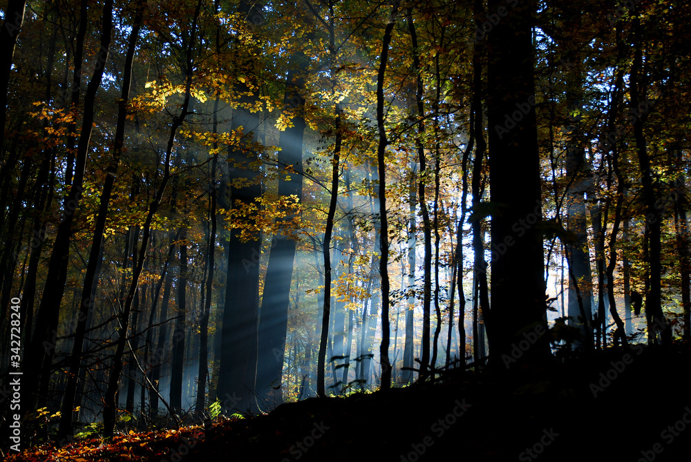 Fototapeta premium wczesna pora w lesie