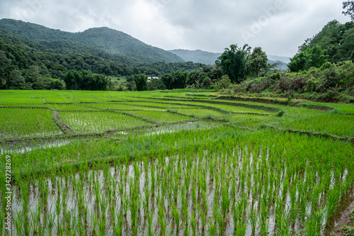 Fototapeta Naklejka Na Ścianę i Meble -  Rice fields of hill tribes in northern Thailand during the rainy season