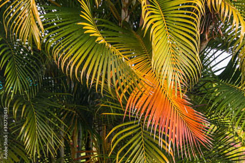 Farbige Palmwedel mit grafischen Strukturen   Hintergrund