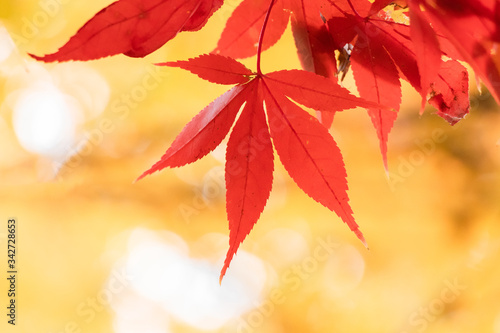 紅葉の葉、黄色く色づいたモミジを背景に真っ赤に染まる葉