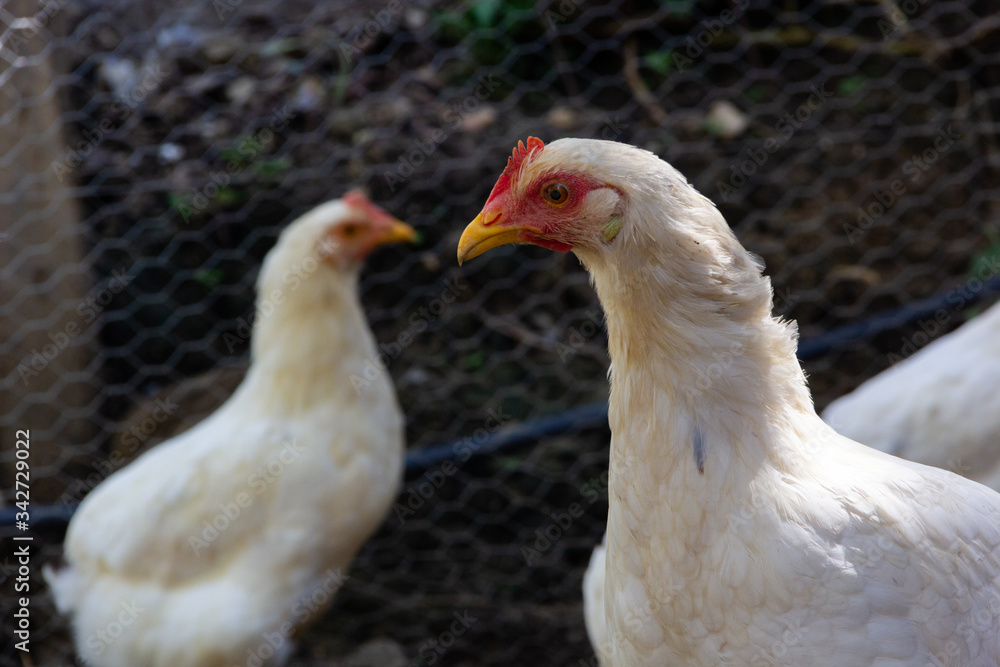 Hen in biofarm. Close up of chicken with blurry background, low angle