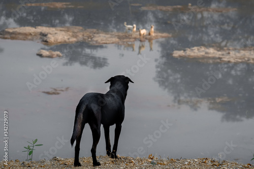 the black dog versus three white dogs