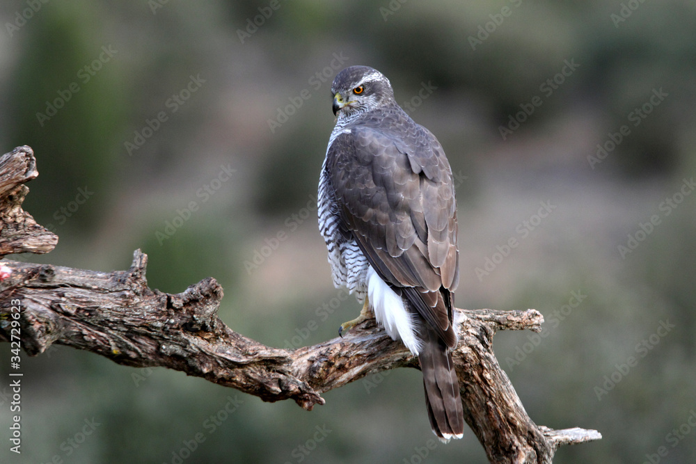 Three-year-old Northern Goshawk male on a branch early in the day in a cleared area of a pine forest, Accipiter gentilis, falcon, birds Three-year-old Northern Goshawk male on a branch early in the day in a cleared area of a pine forest, Accipiter gentilis, falcon, birds