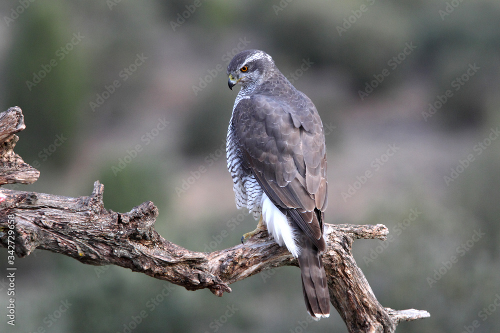 Fototapeta premium Adult male of Northern goshawk photographed with the last lights of the afternoon, Accipiter gentilis