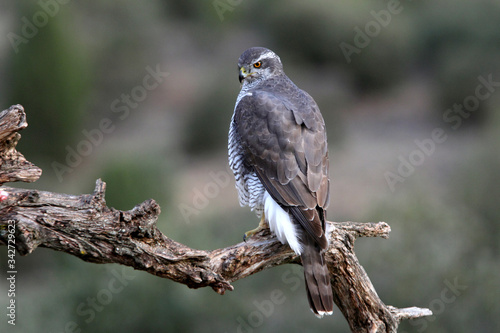 Three-year-old Northern Goshawk male on a branch early in the day in a cleared area of a pine forest, Accipiter gentilis, falcon, birds