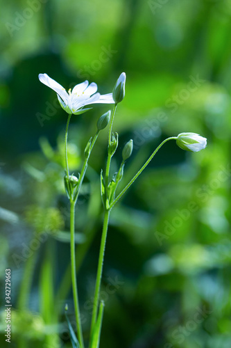 White Flower © sb.arts