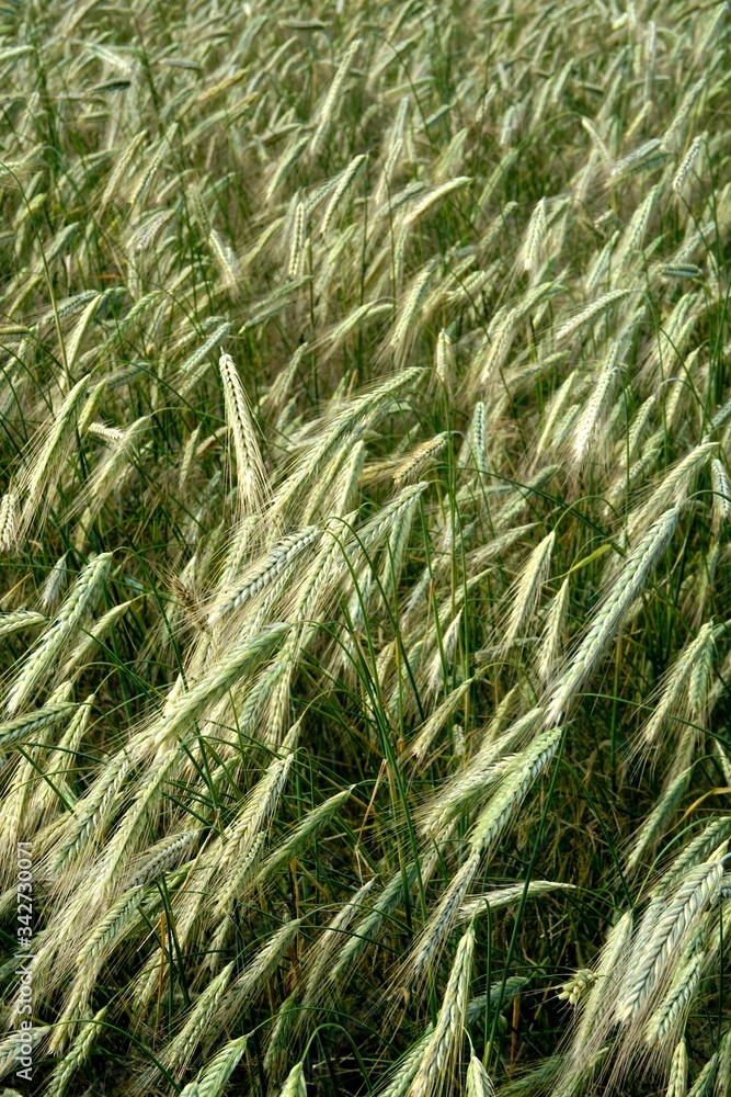 Background of cereal field, close up of cereal field. Tritikale cereal field in summer. Wheat and Rye field in Latvia Background of cereal field, close up of cereal field. Tritikale cereal field in summer. Wheat and Rye field in Latvia