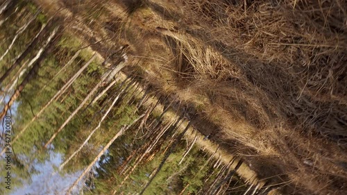 walk through a dry swamp in a beautiful spring forest