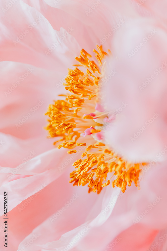 Fototapeta premium Photographie macro et pivoine