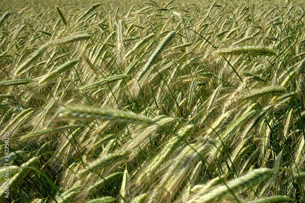 Background of cereal field, close up of cereal field. Tritikale cereal field in summer. Wheat and Rye field in Latvia Background of cereal field, close up of cereal field. Tritikale cereal field in summer. Wheat and Rye field in Latvia