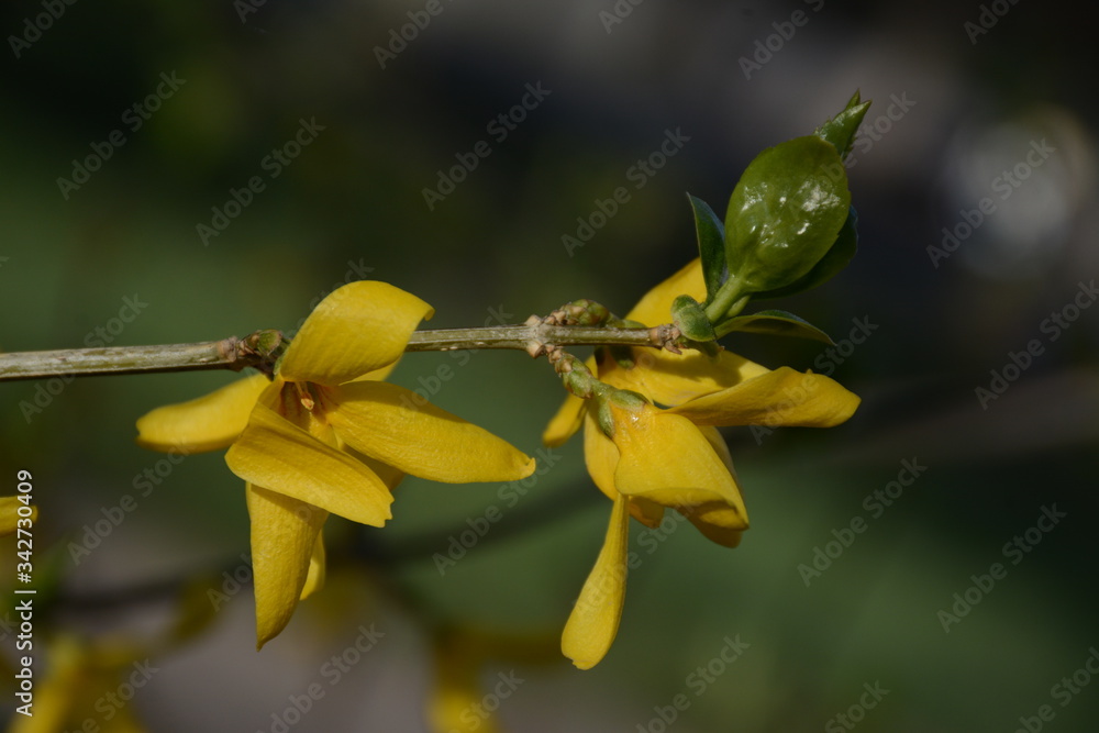 custom made wallpaper toronto digitalForsythia koreana closeup in early spring on a blurry green background