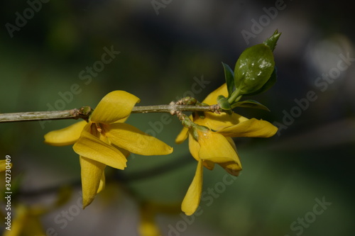 Wallpaper Mural Forsythia koreana closeup in early spring on a blurry green background Torontodigital.ca