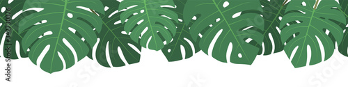 Vector seamless summer monstera leaves on white background.