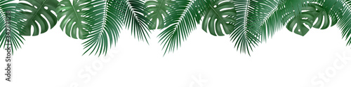 Vector decorative seamless pattern with realistic palm and monstera leaves on white background