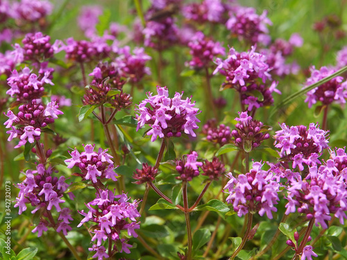 Purple flowers of Breckland thyme  Thymus serpyllum